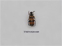 藏品(蔬菜害蟲)的圖片